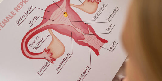 Adénomyose : comprendre l’inflammation utérine et le rôle possible du froid